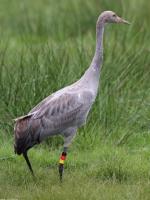 Black Red Yellow - Sep 2013